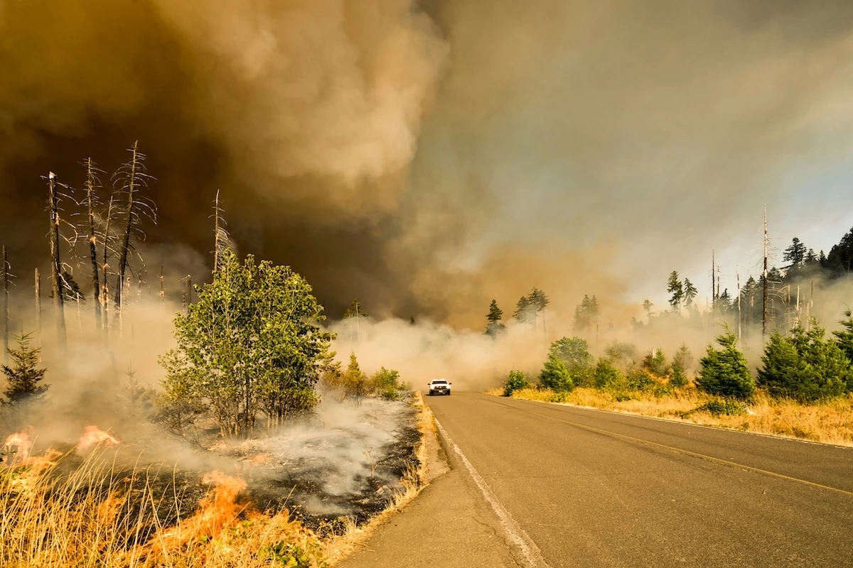 Feux de forêt illustrant le risque d'incendie en entreprise